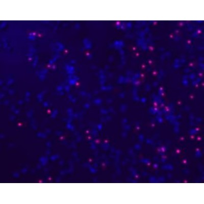 LiFluor™ Red Cell Viability Imaging Kit (2×10 ml)