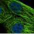Cytoskeleton Green 488 Stain (5 ml)