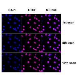 Fluorescent Mounting Medium with DAPI (25 ml)