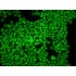 Green Dead-cell Nucleic Acid Stain (1 ml)