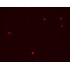 Red Live-cell Nucleic Acid Stain (1 ml)