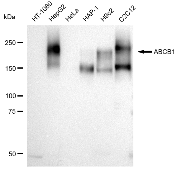 ABCB1 Rabbit mAb