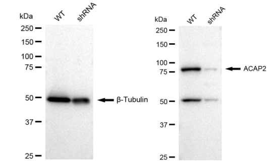 ABCB1 monoclonal antibody