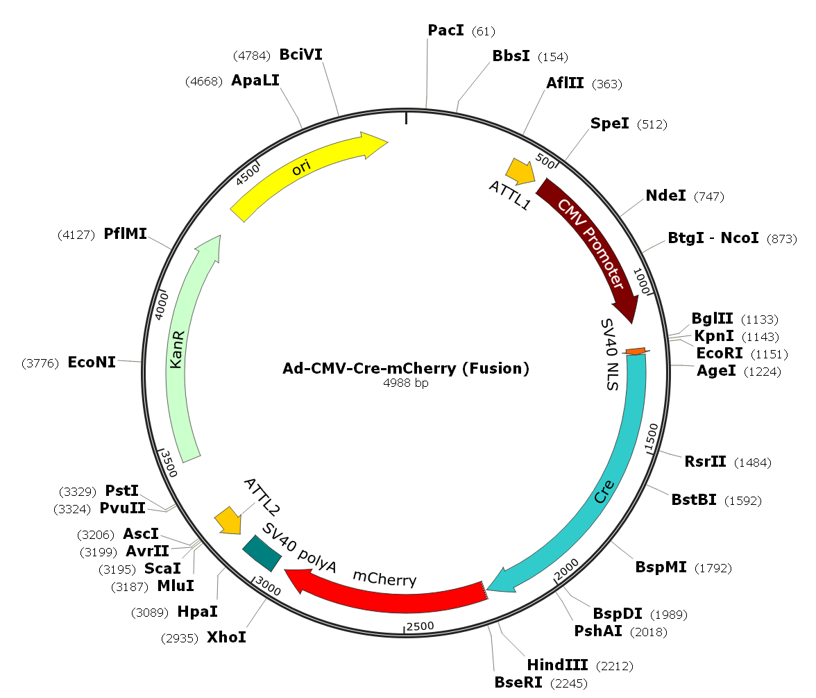 Adenovirus Cre-mCherry