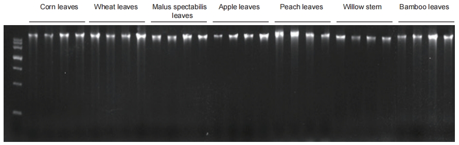 genomic DNA extraction kit