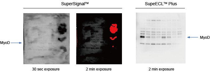western blotting kit
