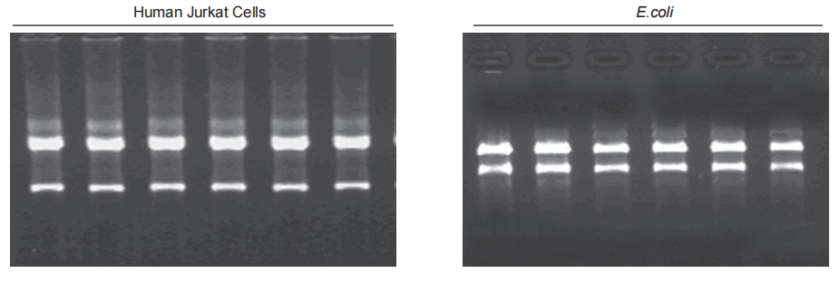 bacterial rna isolation kit