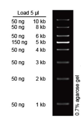 1 kb ladder