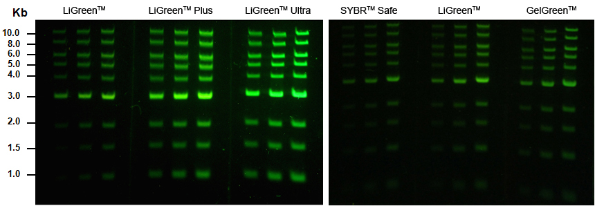 Nucleic Acid Gel Stains