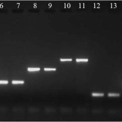 PCR Clean-up Beads