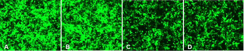 suspension 293F cell transfection
