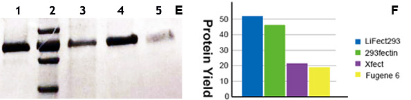 suspension 293F cell transfection