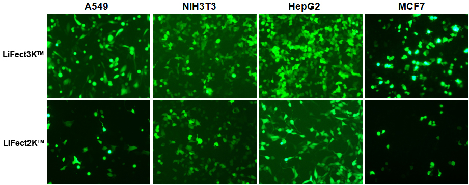 lipofectamine 3000 reagent