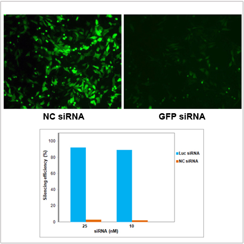 Hela cell Transfection