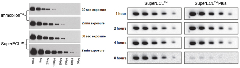 ecl kit western blot