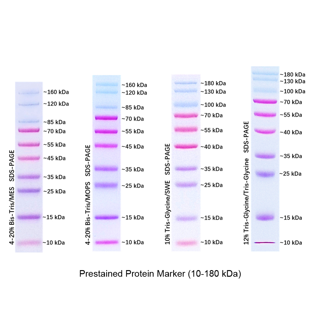 sds page protein ladder