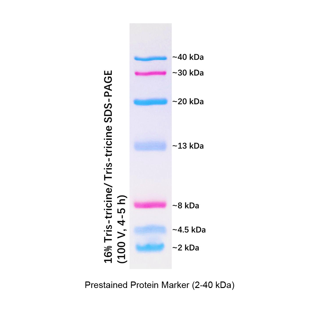 protein marker