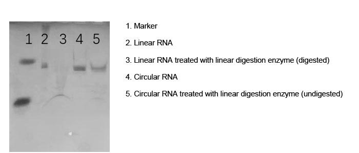 circular rna synthesis